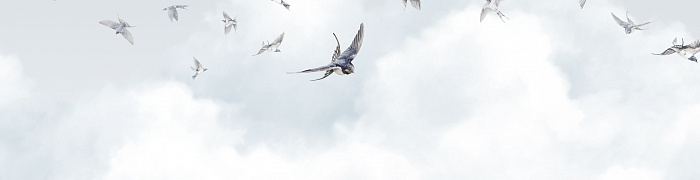 Spring Swallows AM11 006