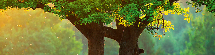 Scenery Illusion DS 014