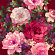 Classic vol. II V9 020 B-3