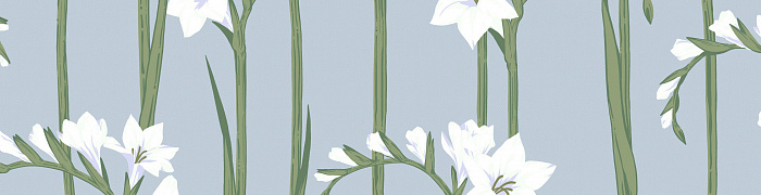 Gladiolus Als2 008