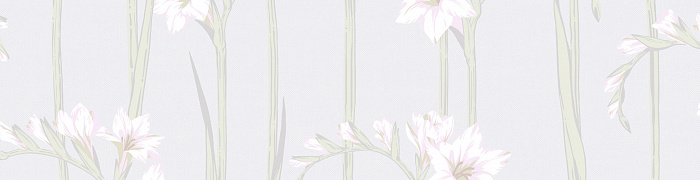 Gladiolus Als2 001