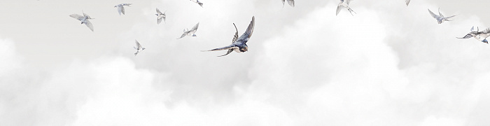 Spring Swallows AM11 011