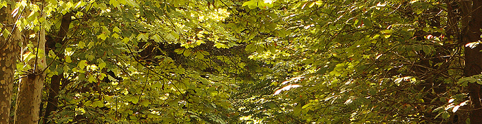 Scenery Illusion DS 012